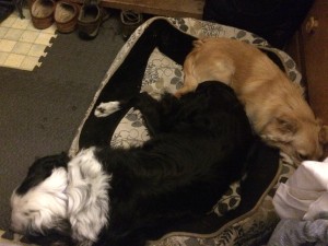 Patchy and Clover squished in bed