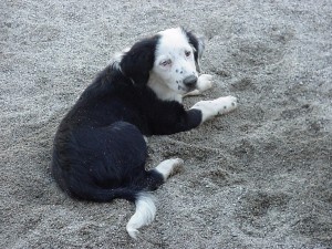 baby Patchy