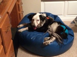 Patchy in her big bean bag