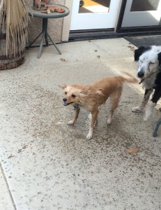Clover shaking dry in Patchy's face