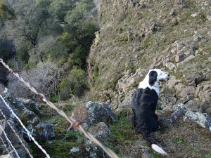 Patchy ~2008, looking over the edge of a steep cliff.  No fear