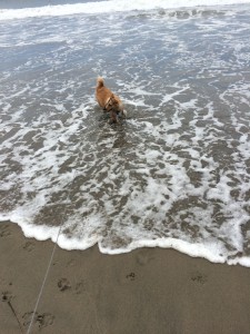 Clover playing in the water