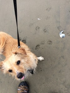 Clover happy wet