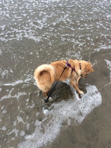 Clover fighting tide for stick