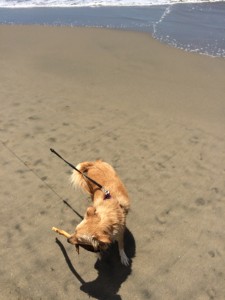 Clover, happy with stick in mouth