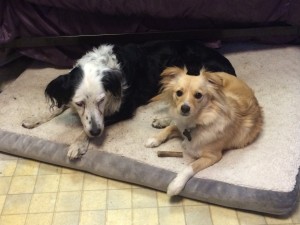 Clover and Patch, sharing a bed