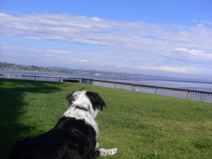 Patch overlooking Monterey Bay, 2009