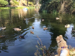 Clover at the geese pond