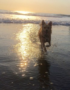 Clover off leash at the beach