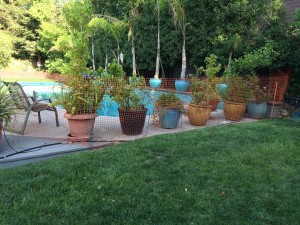 Barricading off the pool, to make it safe for Patch at night